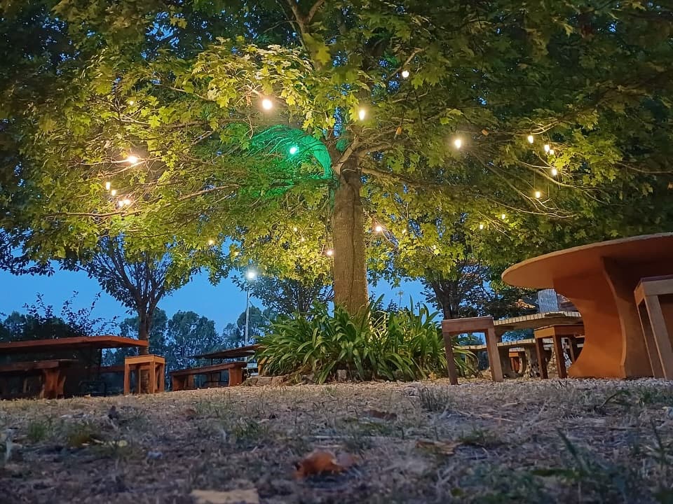 Árbol con luces al atardecer